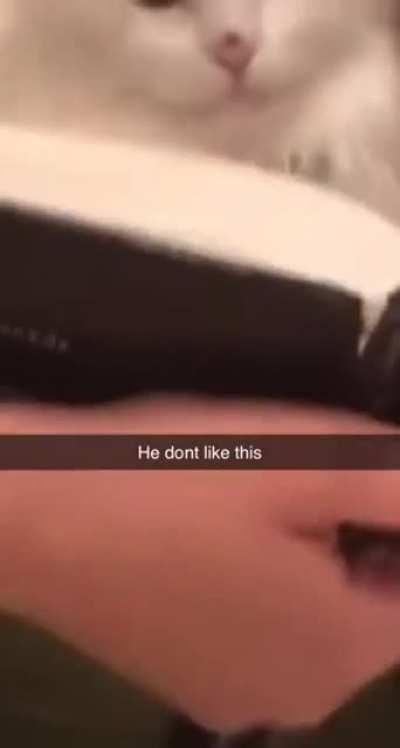 When you finally reincarnated as a cat to escape math but math still hunts you.