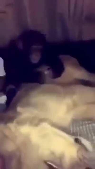 Chad monkey teaches dog discipline the hard way