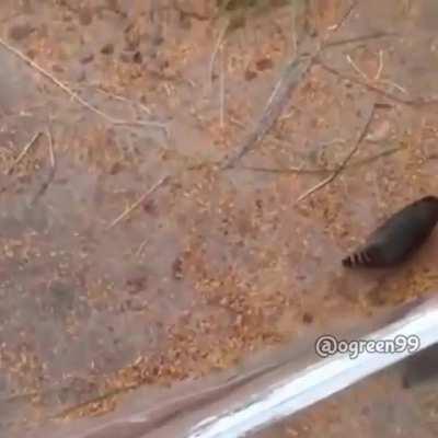 Rigby's end 😔👌🏻