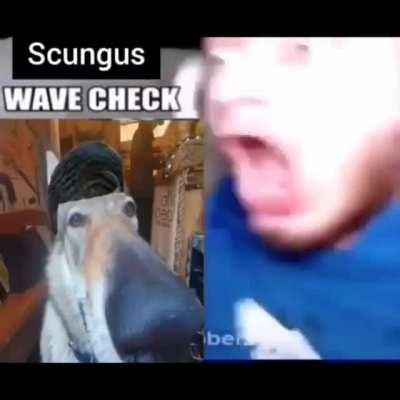 Scungus got waves