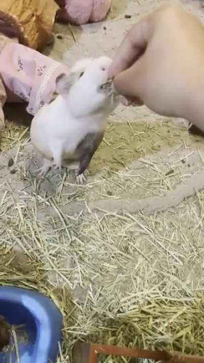 Anyone else season their guinea pigs 🥺