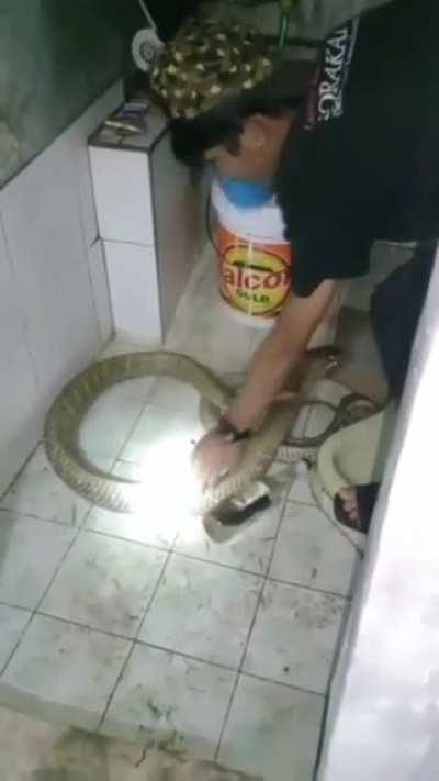 Washing a Cobra