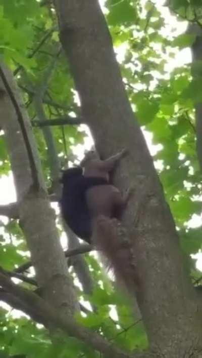 Oparetion Barbarossa in a Nutshell