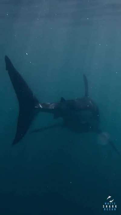This great white looks electrified with the light reflecting off of its back
