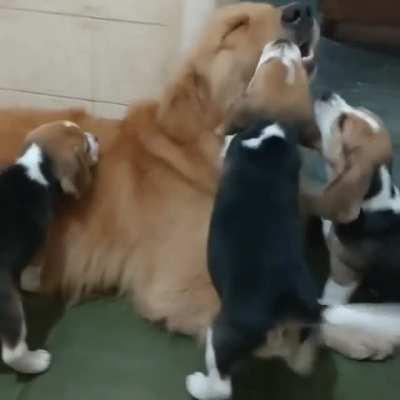 Спокойствие, только спокойствие