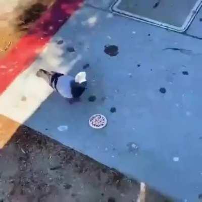 chef bird comrade approves