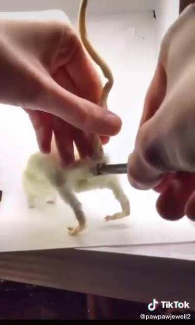 Thanks, I hate rat pencil case