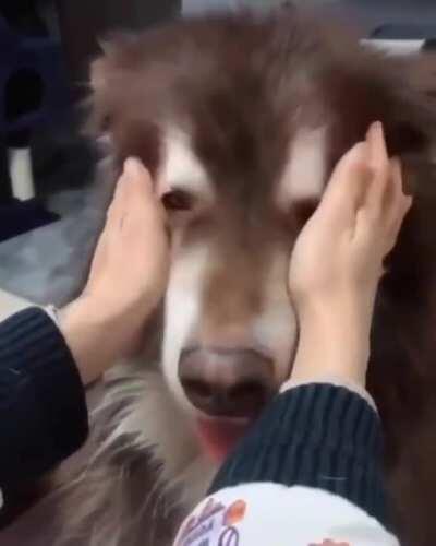 BraZiLLi0n JeW~JiTSu mAstEr Ch0keS poOr D0g tO dетн