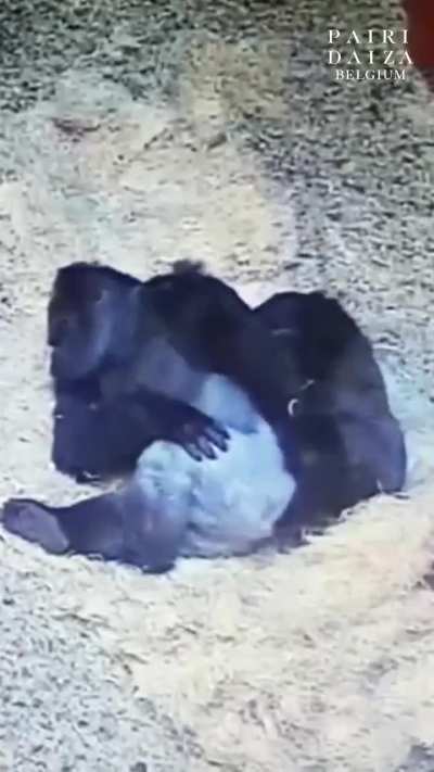 The biggest little spoon you'll ever see