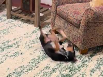 Our foster pup, Forrest, is a wonderfully silly creature