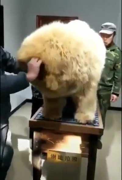 I want to know the name of this type of dog