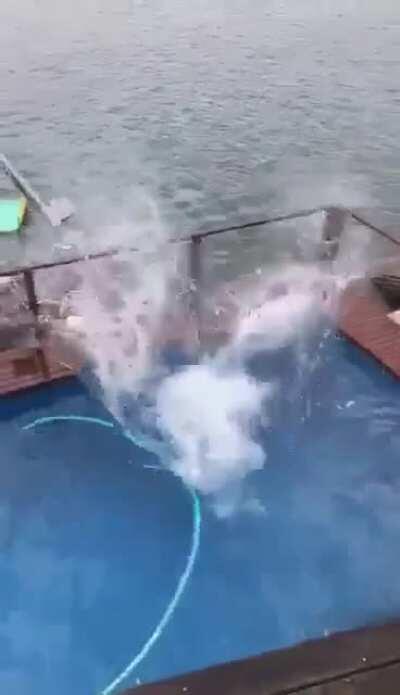 HMFT after I do a frontflip after a few beers