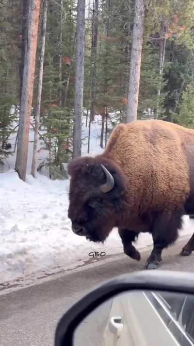 Bull Bison a road giant casually walking on the road