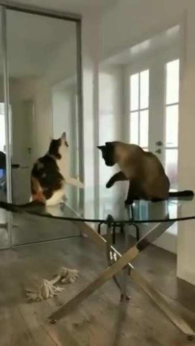 Shake hands first .. like true sportsmen