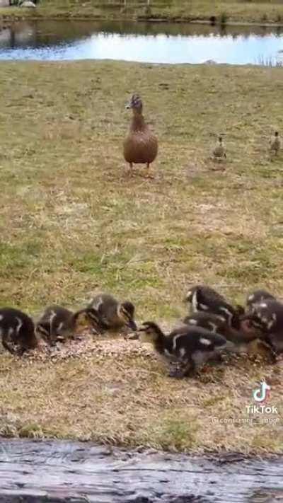 Guy teaches ducklings to come when he whistles