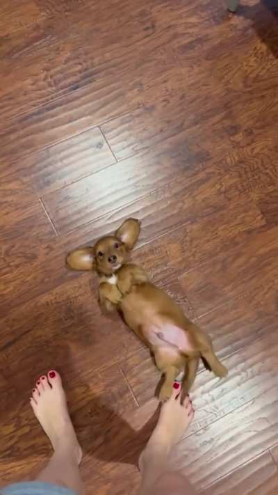 Is this the Cutest Dog Video Ever? 😍