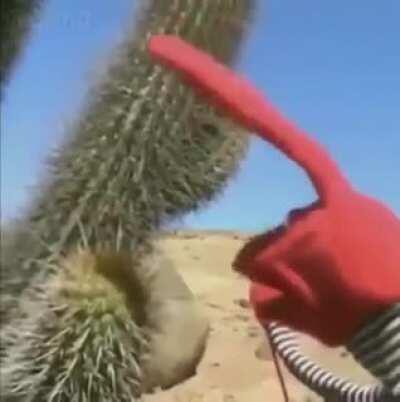 Cactuse