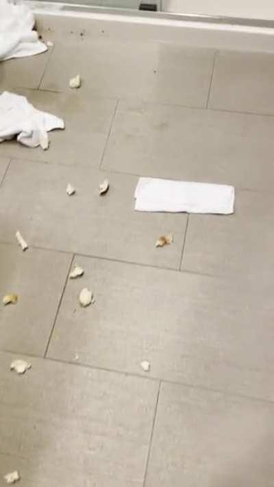 How we found our buddy in his hotel room. No info on the pieces of bread or the towel.