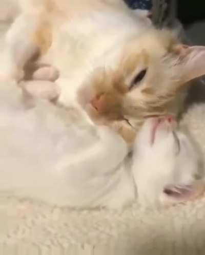 Немного милоты