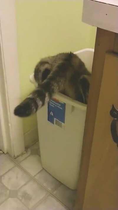 Was recording her balancing skills when I saw an opportunity