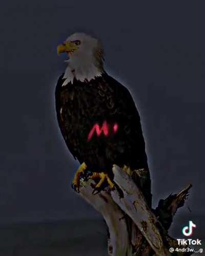 ME (Mighty Eagle) is also the biggest bird!