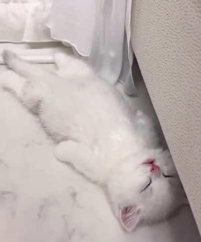 😍The most cutest creatures in the world 😍🐾🐾