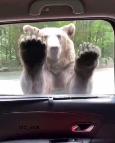 The bears are getting smarter