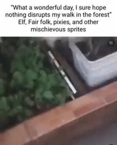 Forests in Europe be like