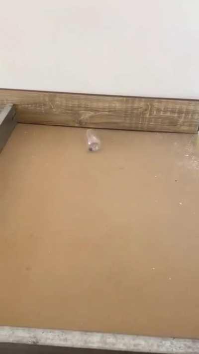 I'm not going to play marbles against this guy.