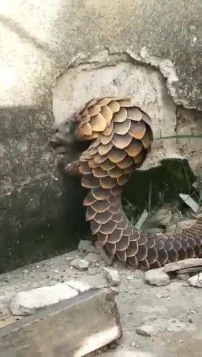 🔥 A pangolin with its majestic scales.