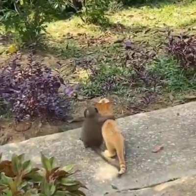 This baby monkey and his kitten pal.