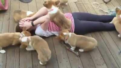 She's covered in Corgis!
