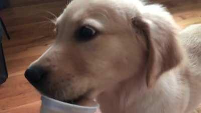 good boi tries puppy ice cream for the first time