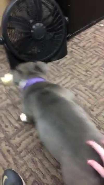 Penelope was a fantastic office dog today