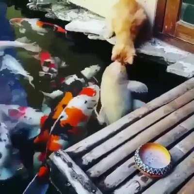Touch Tha Fishy