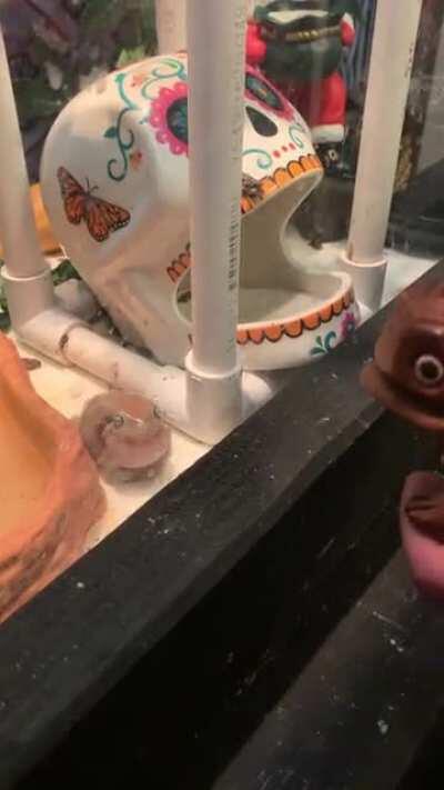 My frog likes the wooden frog and talks to him :) (apologies for filming vertically)