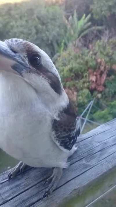 Crows getting ready for hunt in the morning: