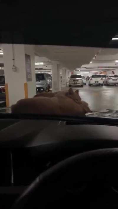 Oyen's eating good this Valentine's Day