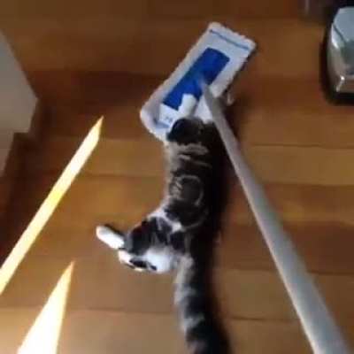 cats vs mop