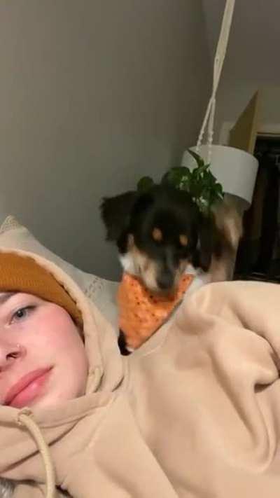 dOg dEcApItAtEs wOmAn fOr nOt rEtUrNiNg hIs lOvE