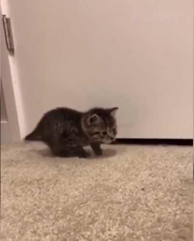 Here we see the feline, ain't she a beaut! Small but fierce. Look at her stance. Her eyes locked onto her target. And whammmo! Oh wow! Look at the attack! Phewwwww. Wouldn't want to be her prey...