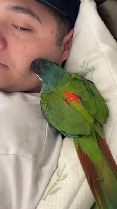 Got this baby 3 months old Illiger Macaw one week ago. Everything super normal but he always does this when being cuddled or held. Haven’t had a baby parrot in over 13 years. Is this normal???