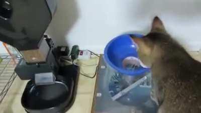 Guy invents special feeder for his cat.
