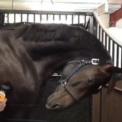 Horse getting massage