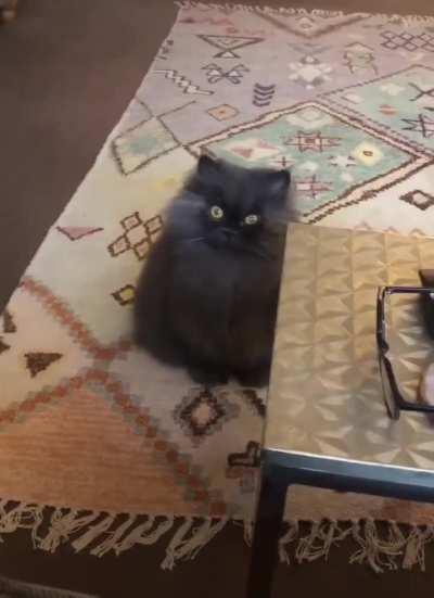 Just little flonker asking for food