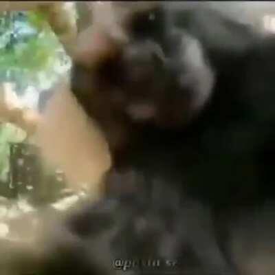 Monkey love ♥️♥️