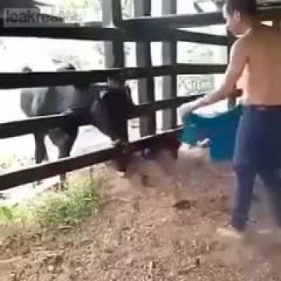 To Tease A Bull