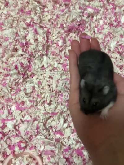 Is bro having fun? This is consensual right?