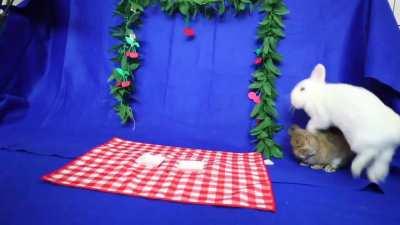 I gave my rabbits cherries and I'm pretty sure they got a massive sugar high....