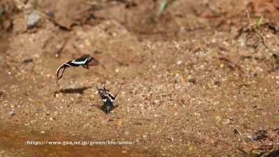 🔥 fairies flying 🔥